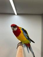 Goudmantel Rosella, Mannelijk, Parkiet, Geringd