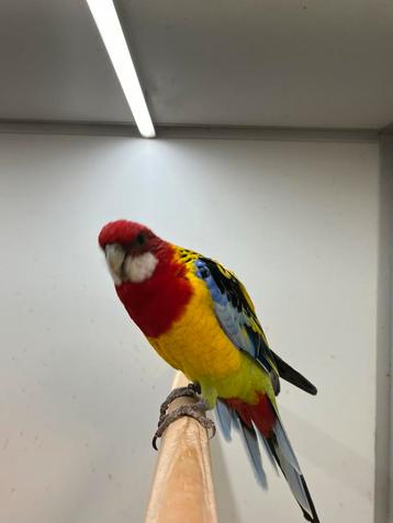 Goudmantel Rosella beschikbaar voor biedingen