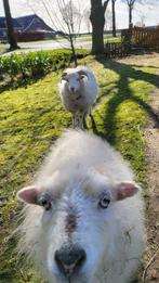 Oussant schaapjes, Dieren en Toebehoren, Schapen, Geiten en Varkens, Vrouwelijk, Schaap, 3 tot 5 jaar