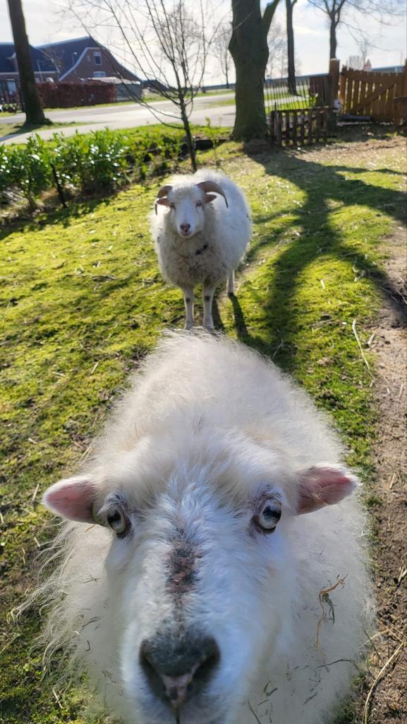 Oussant schaapjes, Dieren en Toebehoren, Schapen, Geiten en Varkens, Schaap, Vrouwelijk, 3 tot 5 jaar