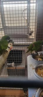 Ara nobilis van 2023, Dieren en Toebehoren, Vogels | Parkieten en Papegaaien, Meerdere dieren, Papegaai