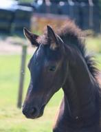 Fries hengstveulen, Dieren en Toebehoren, Paarden, Hengst, 0 tot 2 jaar