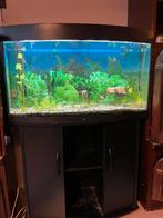 Juwel aquarium, Ophalen of Verzenden, Zo goed als nieuw, Gevuld zoetwateraquarium