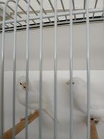 Kleurkanarie, Dieren en Toebehoren, Vogels | Kanaries, Meerdere dieren, Kleurkanarie