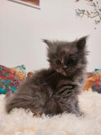 SUPERLIEVE Britse Langhaar/Maine Coon kruising kittens., Dieren en Toebehoren, Meerdere dieren, Gechipt, 0 tot 2 jaar