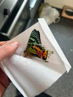 Chrysiridia rhipheus - Madagaskar Vlinder (2x), Ophalen of Verzenden, Gebruikt