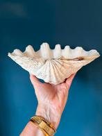 Doopvontschelp, Verzamelen, Mineralen en Fossielen, Verzenden, Schelp(en)