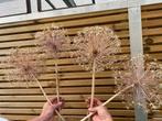 Gedroogde alliums, Ophalen