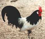 TE KOOP LAKENVELDER HAAN GROOT SOORT, Dieren en Toebehoren, Pluimvee, Mannelijk, Kip
