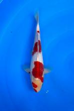 HQ Jumbo Tosai van Izumiya | Koikarpers  | Tosai vissen, Dieren en Toebehoren, Vissen | Vijvervissen, Karper of Koi