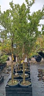 2 x Magnolia stellata op stam 100cm stam €78,- pst, Tuin en Terras, Halfschaduw, Ophalen of Verzenden, Lente, 100 tot 250 cm