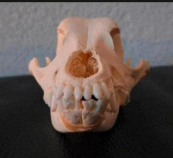 Schedel van een klein hondje - Taxidermie Dog Skull - Skelet beschikbaar voor biedingen
