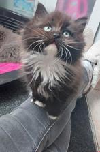 Te koop nog 1 prachtige ragdoll kitten, Dieren en Toebehoren, Katten en Kittens | Raskatten | Langhaar, Meerdere dieren, Ontwormd