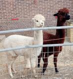 Alpaca.   Twee lieve alpaca merrie's. 1 drachtig., Juli, Vrouwelijk
