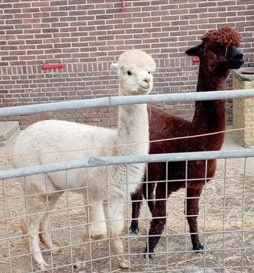 Alpaca.   Twee lieve alpaca merrie's. 1 drachtig. beschikbaar voor biedingen