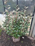 Olijfwilg compacta haagplanten van ca 60 cm tot 125 cm, Ophalen of Verzenden, Overige soorten, Haag, 100 tot 250 cm