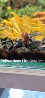 Yellow Neon Fire Neocaridina Garnalen, Dieren en Toebehoren, Vissen | Aquariumvissen, Kreeft, Krab of Garnaal, Zoetwatervis, Schoolvis