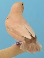 Zilverbekjes, Dieren en Toebehoren, Tropenvogel