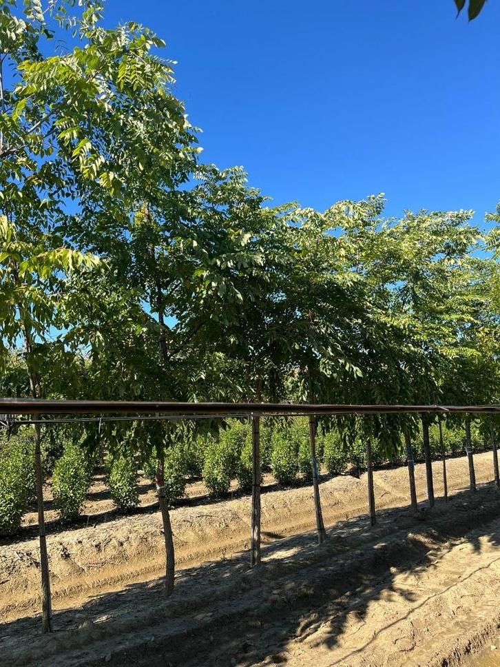 Nieuw!! Boom van het jaar 2026, nu op voorraad!!, Tuin en Terras, Planten | Bomen, Overige soorten, 400 cm of meer, Volle zon