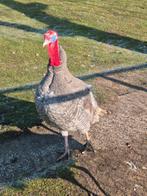 Duits blauwe kalkoen haan