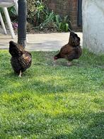 Twee Wyandottes kippen incl hok en toebehoren, Dieren en Toebehoren, Vrouwelijk, Kip