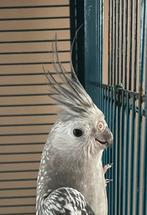 2 valkparkieten, Dieren en Toebehoren, Meerdere dieren, Parkiet