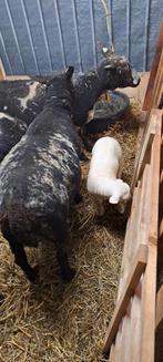 Mooi schaap met ram lam, Dieren en Toebehoren, Schapen, Geiten en Varkens, Mannelijk, Schaap, 0 tot 2 jaar