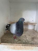 Kweekkoppel Spaanse kropper Jiennense, Dieren en Toebehoren, Meerdere dieren, Kropper