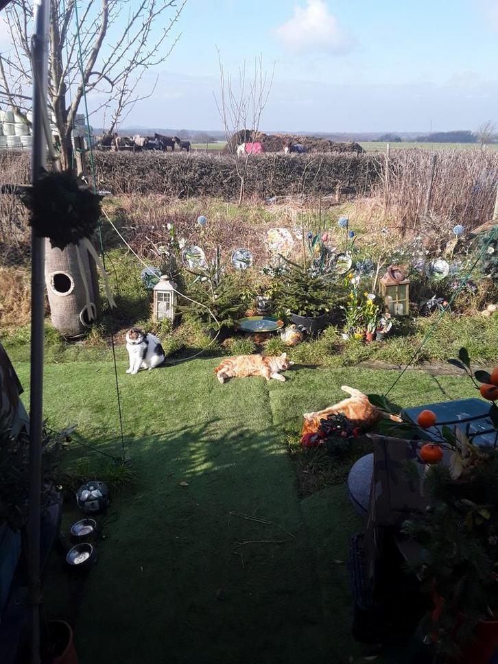 Boerderij ,Poesje 1,5 j THUIS alleen Buiten ,!! MAASTRICHT, Dieren en Toebehoren, Katten en Kittens | Overige Katten, Poes