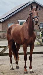 Droommerrie met topafstamming zoekt een liefdevol thuis, Merrie, Dressuurpaard, 3 tot 6 jaar, Onbeleerd