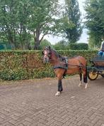 5 jarige drachtig welsh b pony, Dieren en Toebehoren, Pony's, Merrie, B pony (1.17m tot 1.27m), Recreatiepony, 3 tot 6 jaar