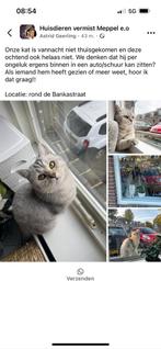 Vermiste lichtgrijs gestreepte kat, Dieren en Toebehoren, Vermiste en Gevonden Dieren