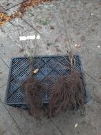 Gele Kornoelje (Cornus Mas) en Rode Kornoelje plantgoed, Tuin en Terras, Planten | Struiken en Hagen, Ophalen, Overige soorten