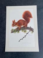 10 prenten zoogdieren 19x27 cm samen 20 euro oa nerts, Antiek en Kunst, Ophalen of Verzenden, Natuur en Biologie