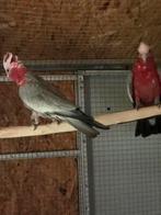 Rose kaketoes bewezen koppel, Meerdere dieren, Papegaai