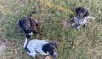 Prachtige Friese Stabij pups te koop, Overige rassen, 8 tot 15 weken, Meerdere, Meerdere dieren