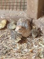 Natuur broed Chinese Dwergkwartels, Dieren en Toebehoren, Vogels | Overige Vogels, Meerdere dieren