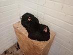 Cochin kriel, Dieren en Toebehoren, Pluimvee, Meerdere dieren, Kip