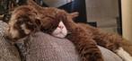 Beautiful Selkirk rex boy with pedigree looking for a family, Dieren en Toebehoren, Kater, Ontwormd, 0 tot 2 jaar