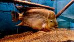 amphilophus citrinellus, Dieren en Toebehoren, Vissen | Aquariumvissen