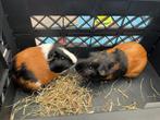 Cavia’s, Dieren en Toebehoren, Mannelijk, Cavia, Voor 1 juli 2024, Tam