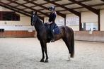 4 jarige Lord Europe x Special D ruin, 175 cm of meer, B, Gechipt, Ruin