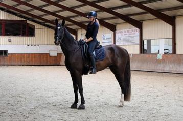 4 jarige Lord Europe x Special D ruin beschikbaar voor biedingen