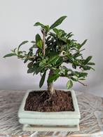 Carmona Retusa Bonsai, Ophalen of Verzenden, Bloeit niet, Overige soorten, Minder dan 100 cm
