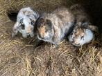 Franse hangoor konijnen, Mannelijk, Groot, 0 tot 2 jaar, Hangoor