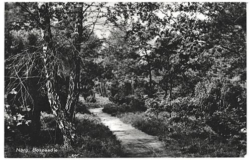 964609	Norg	Bospaadje	Drenthe	1964	Gelopen met postzegel, Verzamelen, Ansichtkaarten | Nederland, Gelopen, Drenthe, 1960 tot 1980