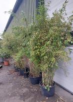 Plant bamboo fagesia, Tuin en Terras, Vaste plant, Bloeit niet, Halfschaduw, Ophalen