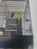 Breda Bavel, Dieren en Toebehoren