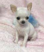 GEZOCHT kleine /mini /teacup chihuahua •lees omschrijving•, 8 tot 15 weken, Geslacht onbekend, Eén hond, Chihuahua