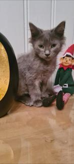 Prachtige mainecoon KATERTJE, Dieren en Toebehoren, Katten en Kittens | Raskatten | Langhaar, Meerdere dieren, Ontwormd